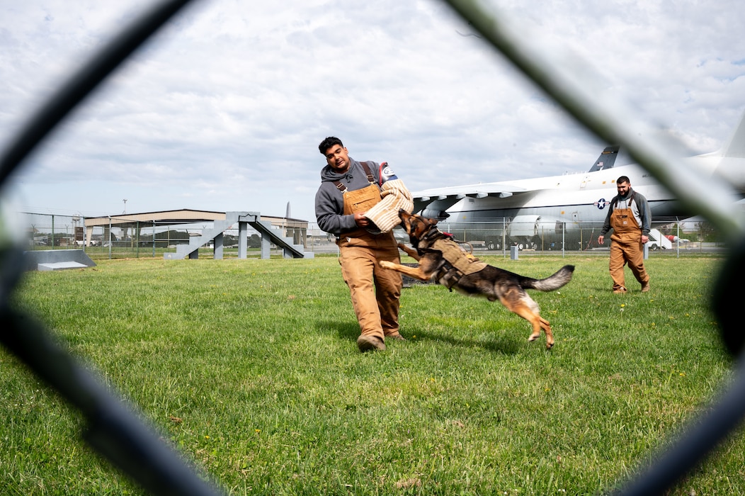 U.S. Air Force Senior Airman Mark Serrano, 436th Security Forces Squadron military working dog handler, wrestles with Tony, a MWD, at Dover Air Force Base, Delaware, April 24, 2024. The training was part of a demonstration for Air Force Junior ROTC cadets to teach them about the jobs and duties of the 436th SFS. (U.S. Air Force photo by Airman 1st Class Amanda Jett)