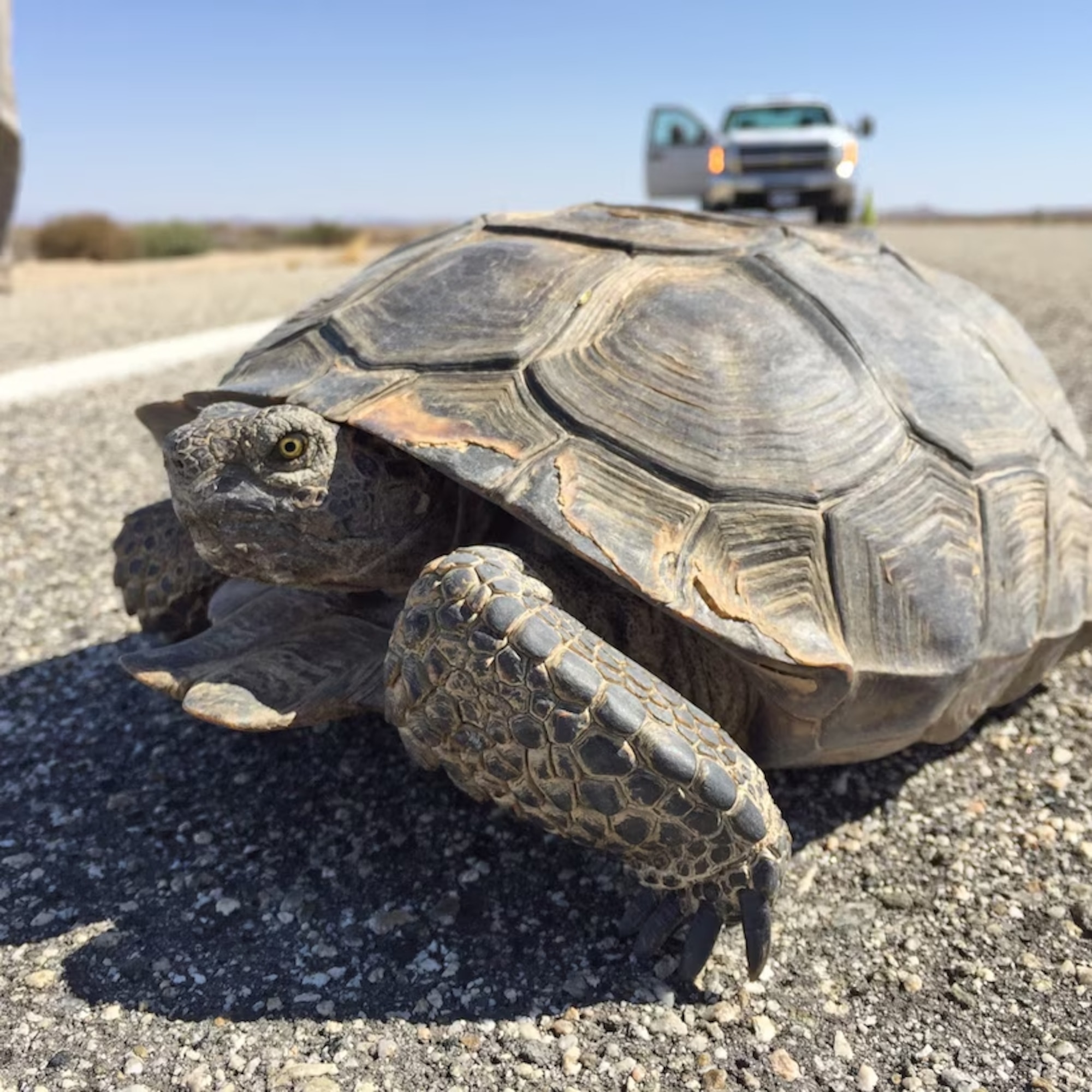 The Desert Tortoise is one of the many animals found on Edwards AFB.  Listed as threatened under the federal Endangered Species Act of 1973, Desert Tortoises are protected from unwarranted harassment or injury. The 412th Civil Engineer Group’s Environmental Management Division would like to remind base residents to be on the lookout for Desert Tortoises, especially near or crossing roadways.