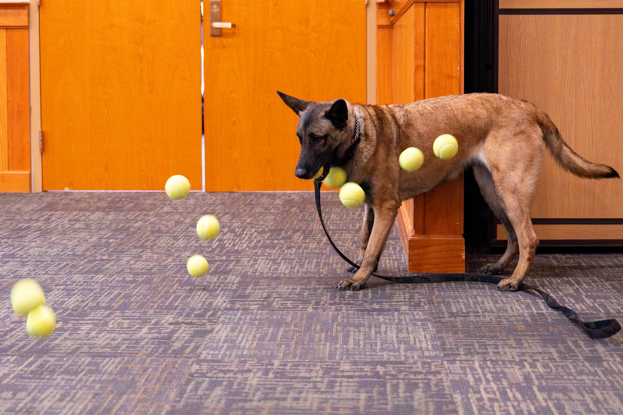 FFarah, military working dog, retires after 10 years of dedication to USAF