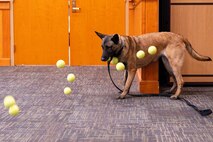 FFarah, military working dog, retires after 10 years of dedication to USAF