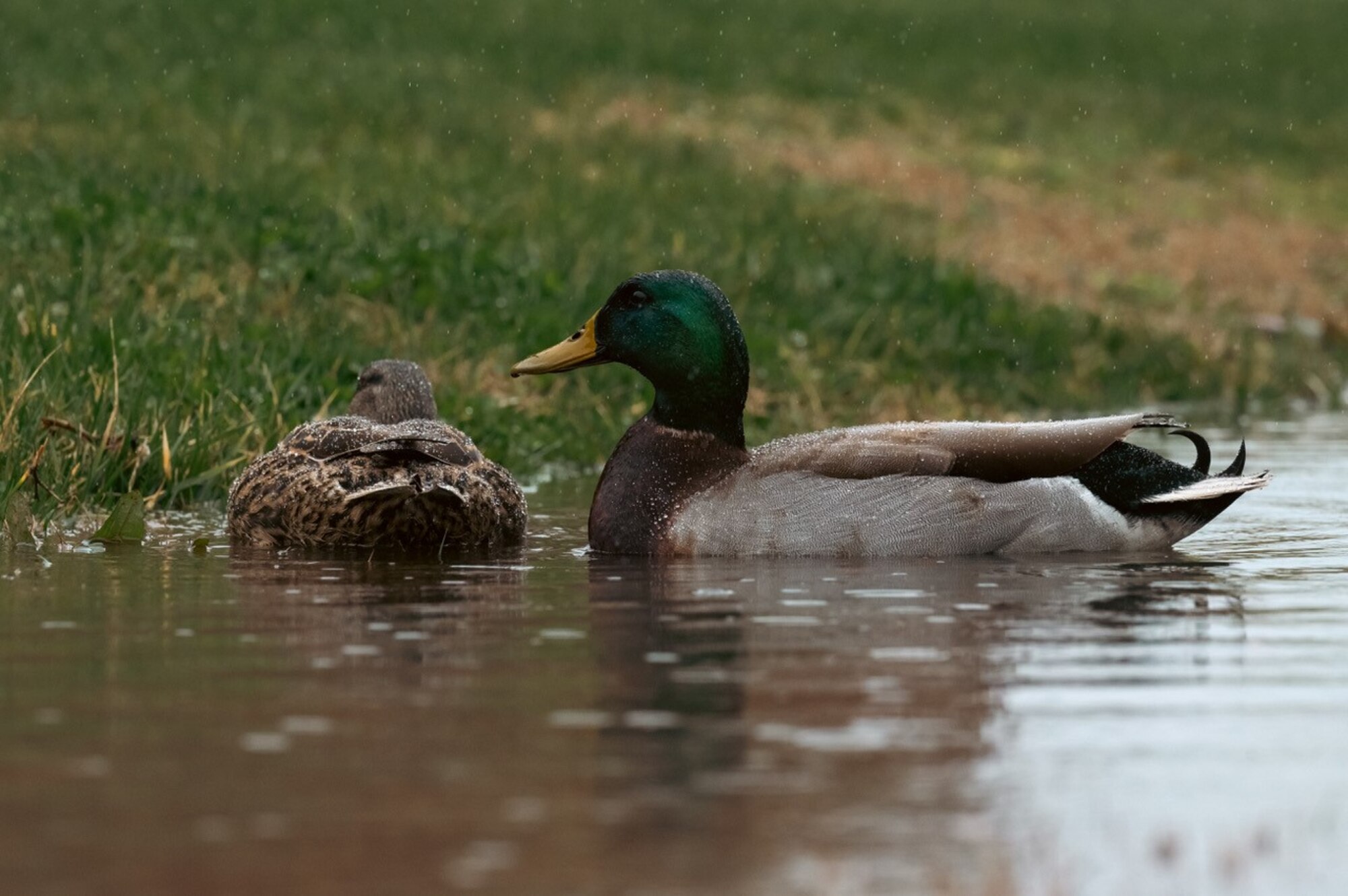 Two Mallard ducks swim in a flooded drainage ditch.
