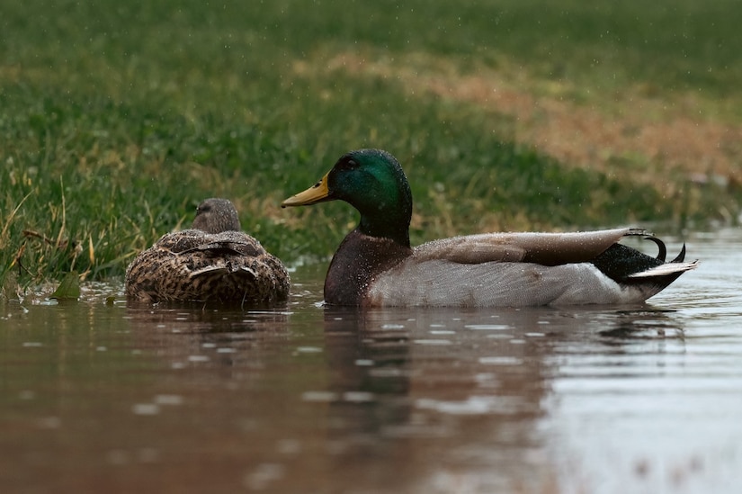 Two Mallard ducks swim in a flooded drainage ditch at Joint Base Langley-Eustis, Virginia, March 6, 2024. Several drainage ditches on Langley are under the high tide line, leading to regular flooding on the installation. (U.S. Air Force photo by Airman 1st Class Ian Sullens)