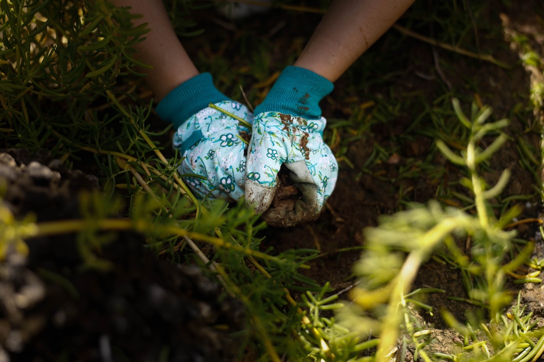 A volunteer removes pickleweed, an invasive plant species, during a Nu’upia Ponds wildlife management area restoration event held at Marine Corps Base Hawaii, March 16, 2024. The event was part of an ongoing effort to preserve the Nu’upia Ponds WMA, consisting of shorelines/beaches, fishponds, wetlands, and vegetated areas that provide a habitat for endangered native species. (U.S. Marine Corps photo by Lance Cpl. Samuel Estridge)