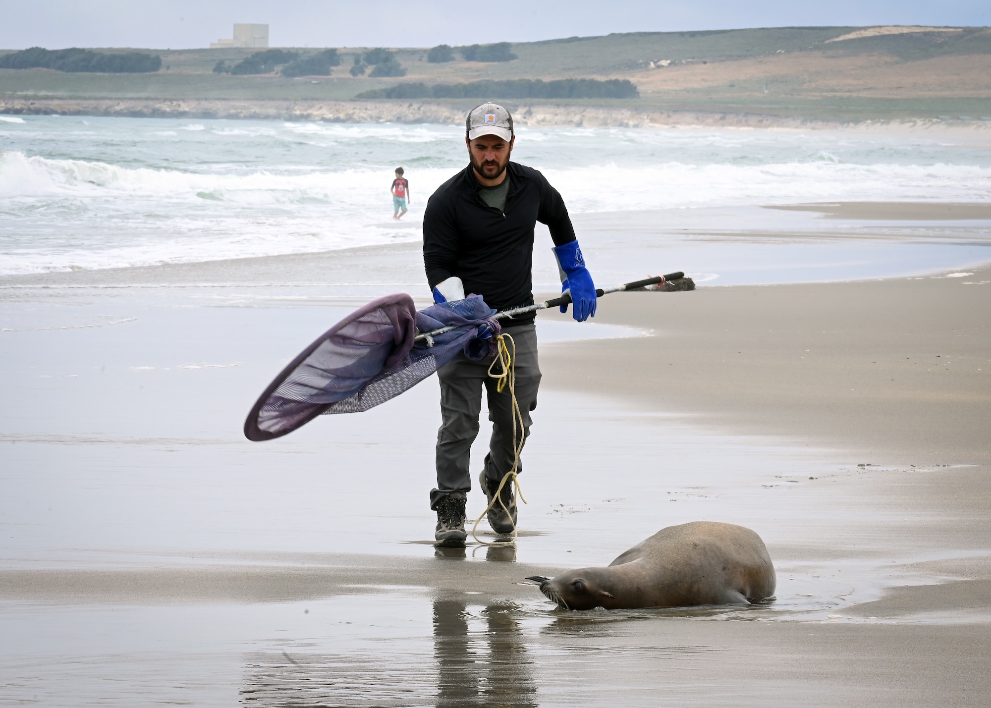 A man nets and catches a beached sea lion.