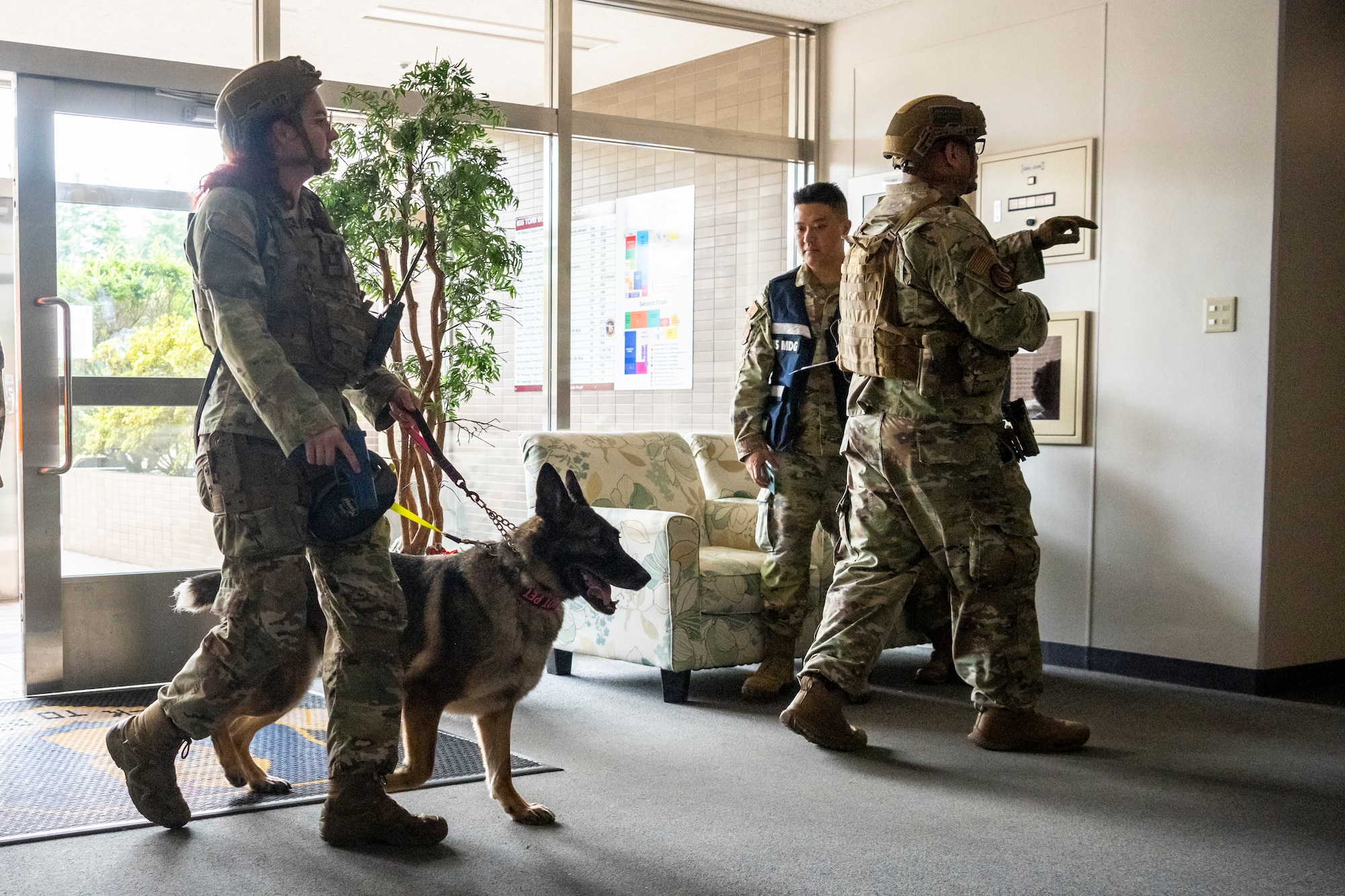 U.S. Airmen with the 35th Security Forces Squadron conduct a K-9 sweep during an active shooter exercise at Misawa Air Base, Japan, Aug. 1, 2024.