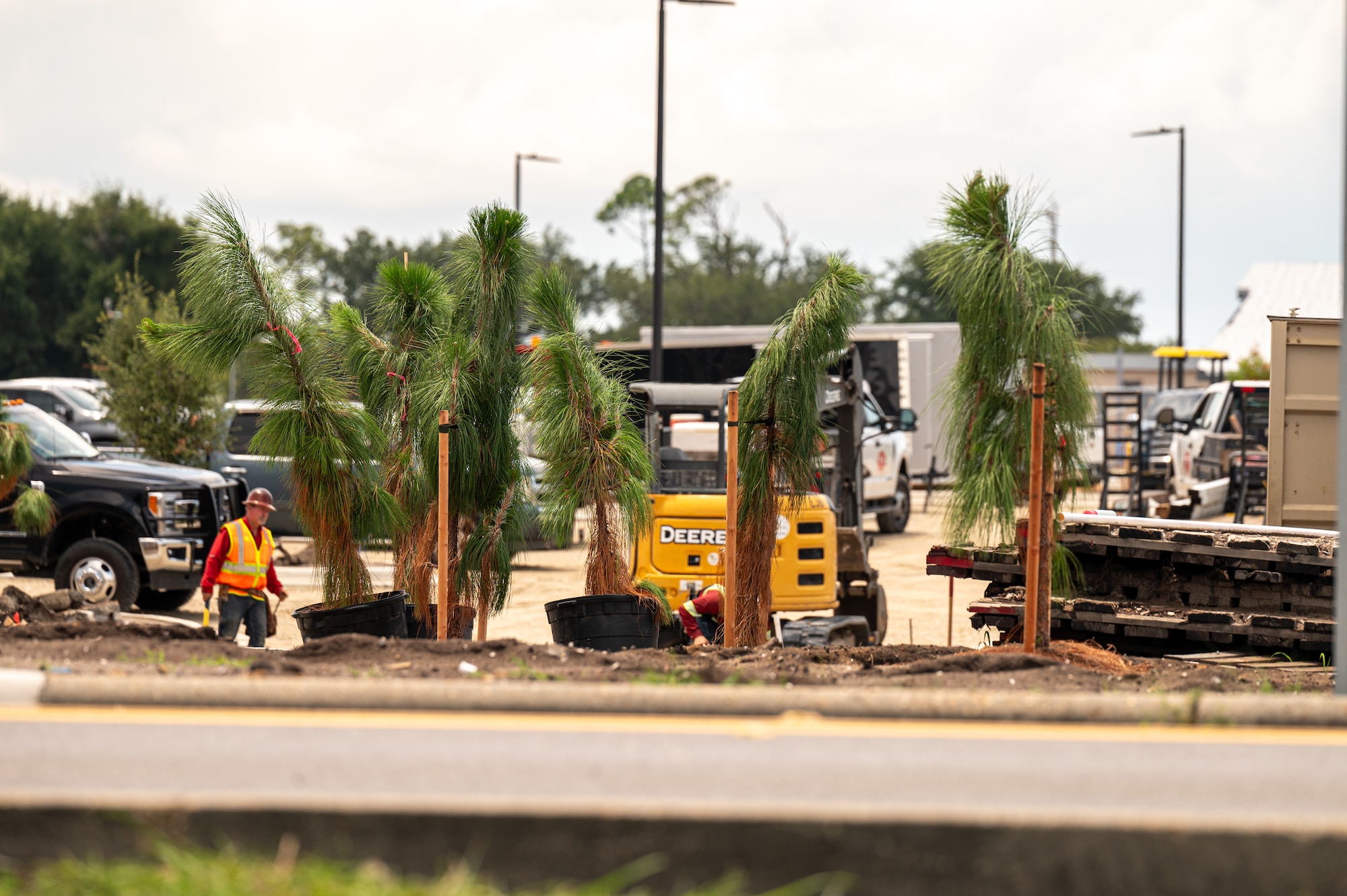Longleaf pines sit outside of the future ball and recreation fields