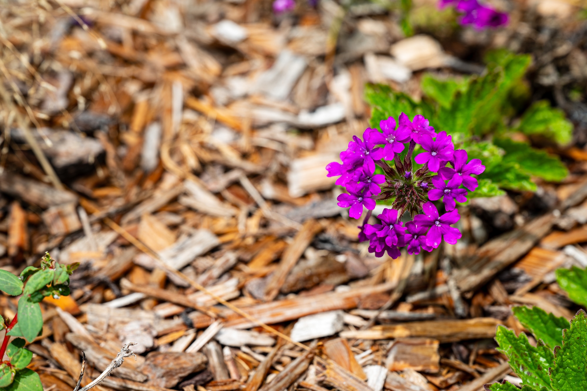 A native wildflower sits outside of the emergency operations center