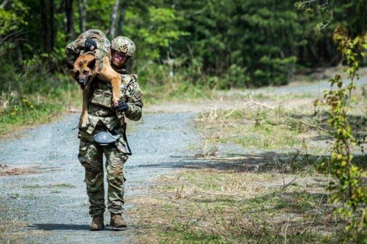Tek, 374th Security Forces Squadron military working dog, is carried on the shoulder of U.S. Air Force Senior Airman William Hepp V.