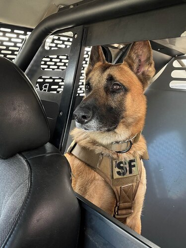 Tek, 374th Security Forces Squadron military working dog, sits in the back of a 374th SFS patrol vehicle.