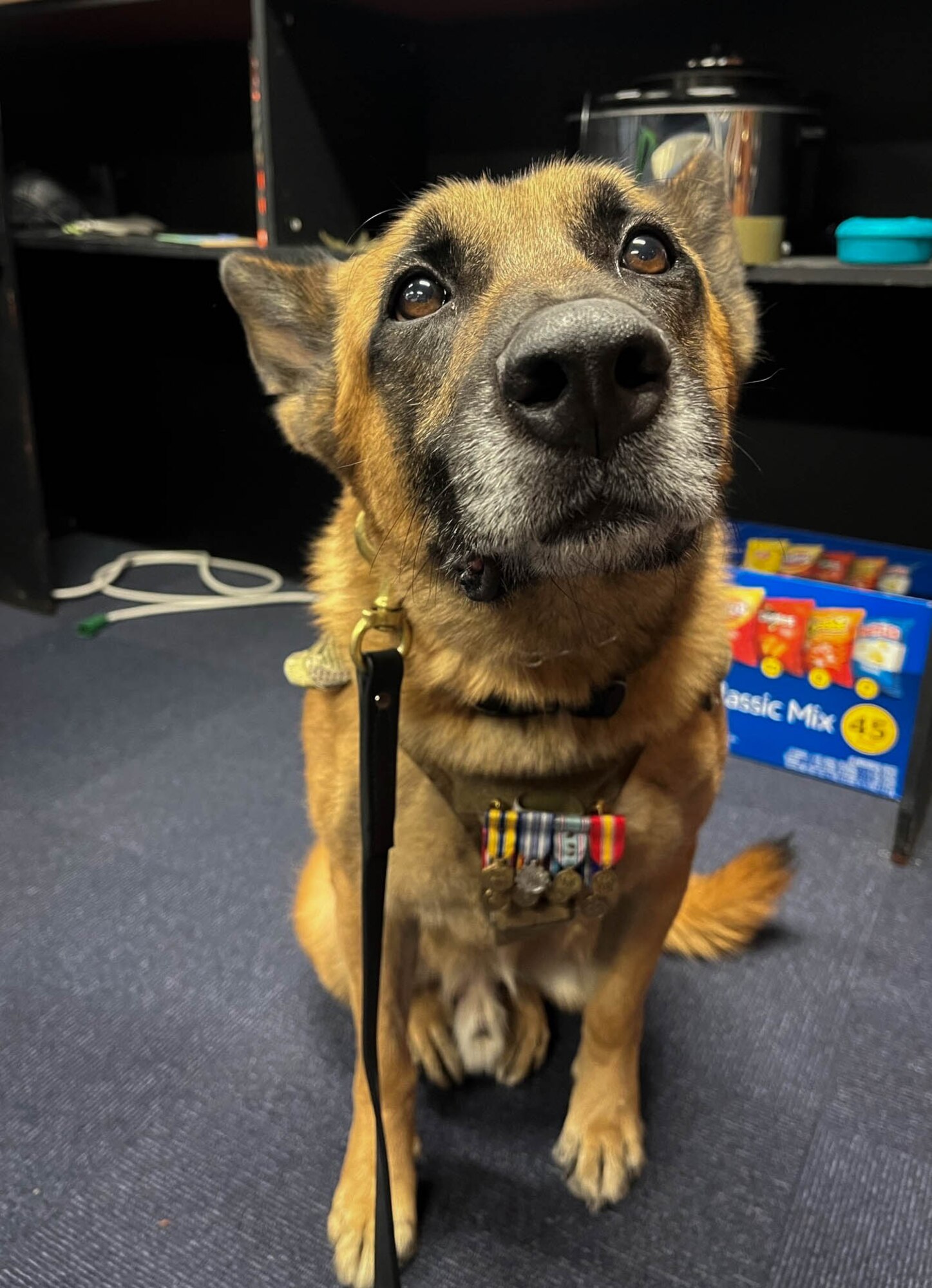 Mission Complete: military working dog Tek's legacy > Yokota
