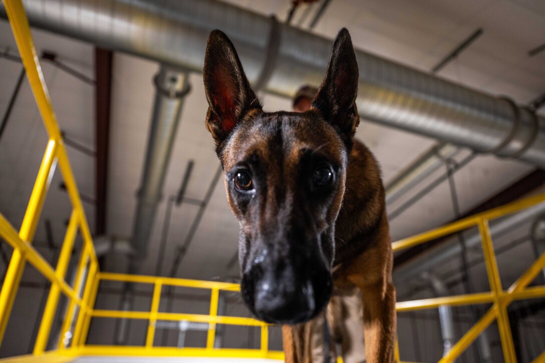 A close-up of a military working dog standing in a warehouse.