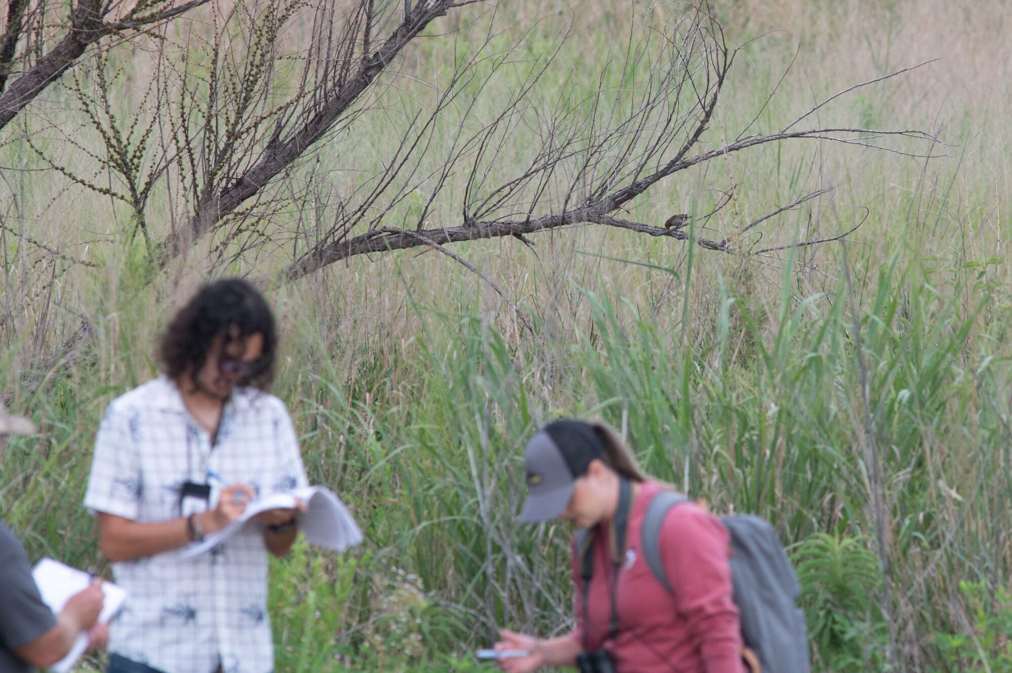 a bird sits on a branch behind people doing a survey