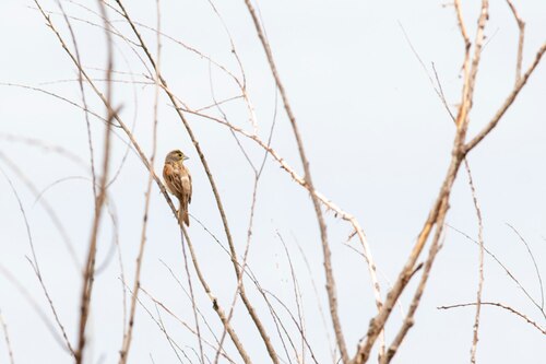 A bird sits on a branch