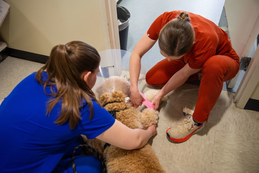 Two medical care personnel dressed in red and blue hospital uniforms are taking caer of a large, light brown dog near a doorway.