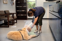 A nurse is attending to a large, light brown dog with plastic neck guard on that is laying on a light colored floor.