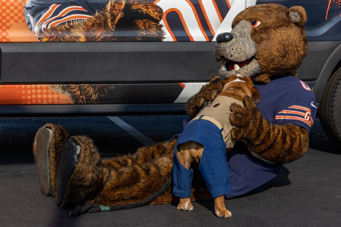 U.S. Marine Corps Lance Cpl. Bruno, the mascot of Marine Corps Recruit Depot San Diego, Western Recruiting Region, meets Staley Da Bear at the Chicago Bears Training Camp at Halas Field, Lake Forrest, Illinois, Aug. 8, 2024. Bruno visited the event to meet with players and connect with the community as an ambassador for the Marine Corps. Bruno was in Chicago to aid in community relation and recruiting efforts at, and around, the Chicago Air and Water Show. (U.S. Marine Corps Photo by Cpl. Alexander O. Devereux)