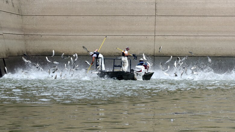 The U.S. Army Corps of Engineers Nashville District invites the public to participate in one of several public meetings in August 2024 to discuss the Invasive Carp Pilot Program. This photo shows members of the Kentucky Department of Fish and Wildlife Resources Agency demonstrating electrofishing for invasive Carp on the Cumberland River next to Barkley Dam in Grand Rivers, Kentucky, July 30, 2019. (USACE photo by Lee Roberts)
