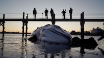 NUWC Division Newport marine biologist studies fin whale stranding in Rhode Island