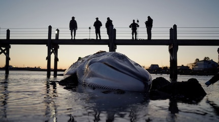 NUWC Division Newport marine biologist studies fin whale stranding in Rhode Island