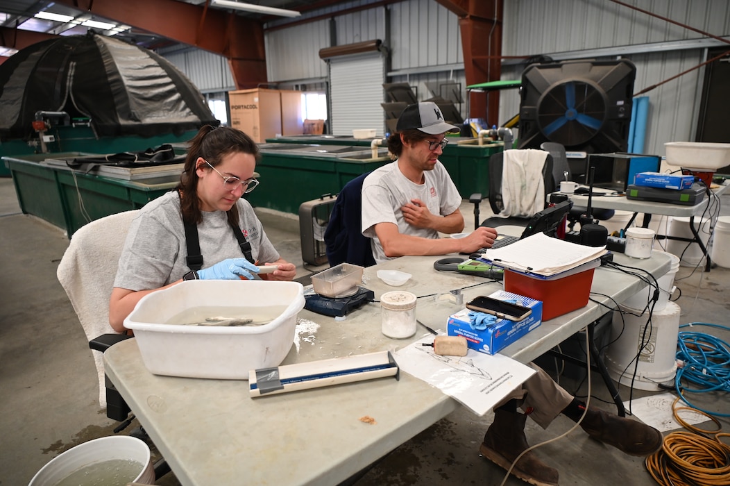 Two brown-haired white male and female work with small Coho Salmon as they tag the fish with Passive Integrated Transponder tags (PIT tags) and coded wire tags.