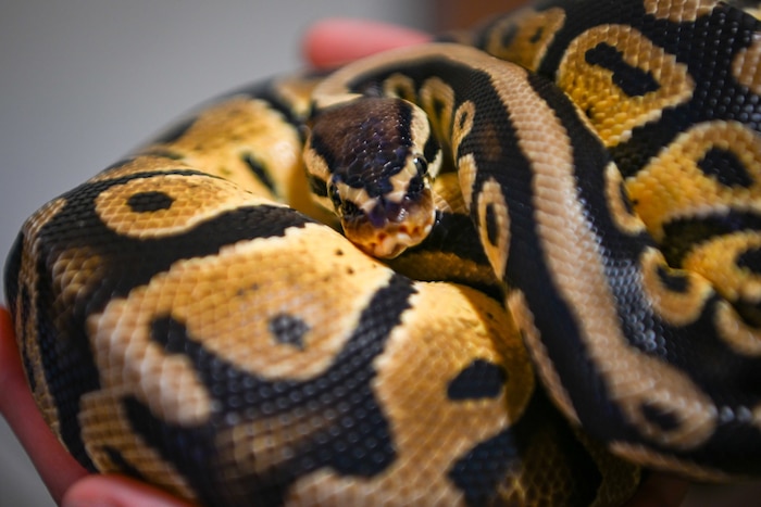 A U.S. Air Force Airman handles a ball python during a tour of the 52nd Civil Engineer Squadron pest management shop at Spangdahlem Air Base, Germany, Aug. 13, 2024.