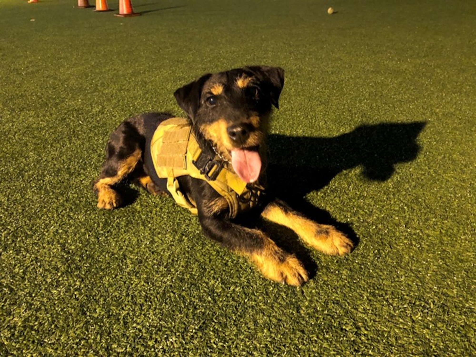 Military Working Dog Orca rests on the ground at Naval Base San Diego, Calif., on October 10, 2019.