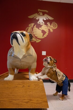 U.S. Marine Corps Lance Cpl. Bruno, the Marine Corps Recruit Depot San Diego and Western Recruiting Region mascot, visits Recruiting Station Chicago, Chicago, Illinois, Aug. 12, 2024. Bruno attended the Chicago Air and Water Show in support of community relations and recruiting efforts. The Chicago Air and Water Show presented by the City of Chicago is the largest free show of its kind in the United States. (U.S. Marine Corps photo by Cpl. Alexander O. Devereux)