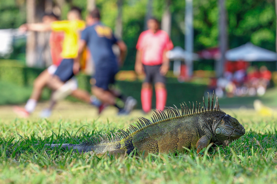 An iguana sits in the foreground as soldiers and sailors play soccer in the blurred background.