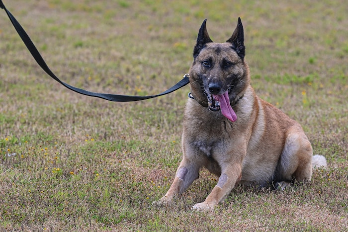 A military working dog poses for a photo at Little Rock Air Force Base, Arkansas, Aug. 14, 2024. Daily, the MWDs work the road, searching the commercial vehicle gate or conducting psychological deterrence at the primary base entrances.
