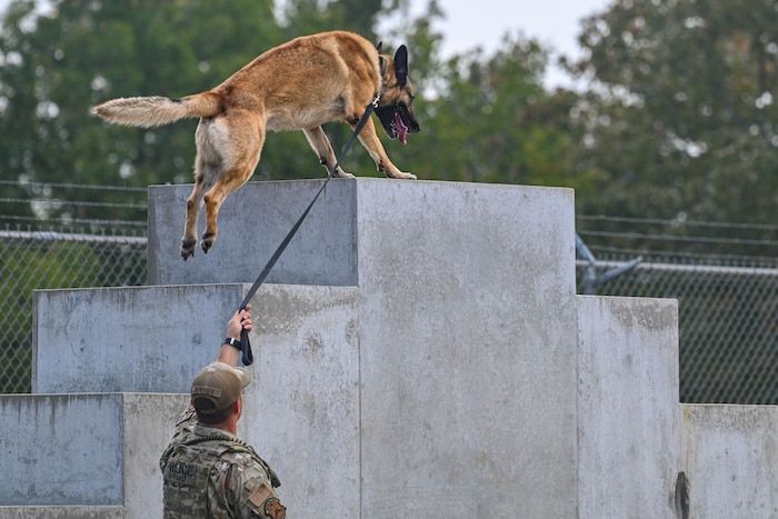 Paws on Patrol: The Vital Role of Military Working Dogs and Their Unique Bond