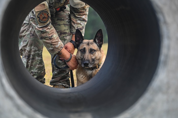 A military working dog looks at the camera through a portion of the obedience course at Little Rock Air Force Base, Arkansas, Aug. 14, 2024. The work the dogs and their handlers do is essential to the overall mission of Little Rock AFB.