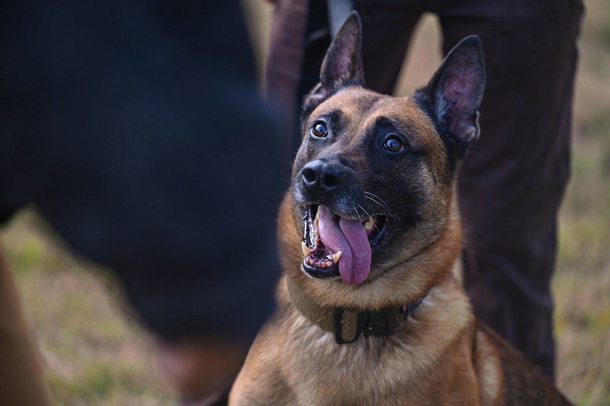 A military working dog waits for his handler’s command at Little Rock Air Force Base, Arkansas, Aug. 14, 2024. All MWDs complete an obedience training course at least twice a week, while also performing multiple drug detection scenarios to maintain their proficiencies.