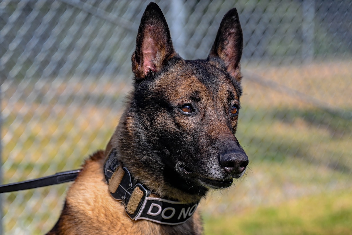 A military working dog waits for his handler’s command at Little Rock Air Force Base, Arkansas, Aug. 16, 2024. Daily, the MWDs work the road, searching the commercial vehicle gate or conducting psychological deterrence at the primary base entrances.