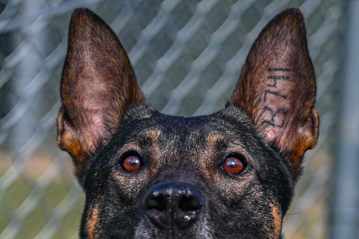 A military working dog looks at the camera at Little Rock Air Force Base, Arkansas, Aug. 16, 2024. The work the dogs and their handlers do is essential to the overall mission of Little Rock AFB.