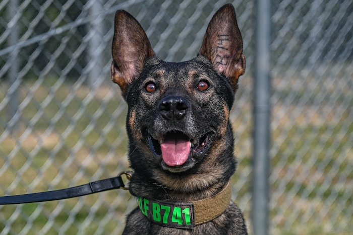A military working dog poses for a photo at Little Rock Air Force Base, Arkansas, Aug. 16, 2024. While the MWD teams spend ample time training, they are also patrol ready and maintain security on the installation to ensure Team Little Rock members and the collective mission are not put at risk.