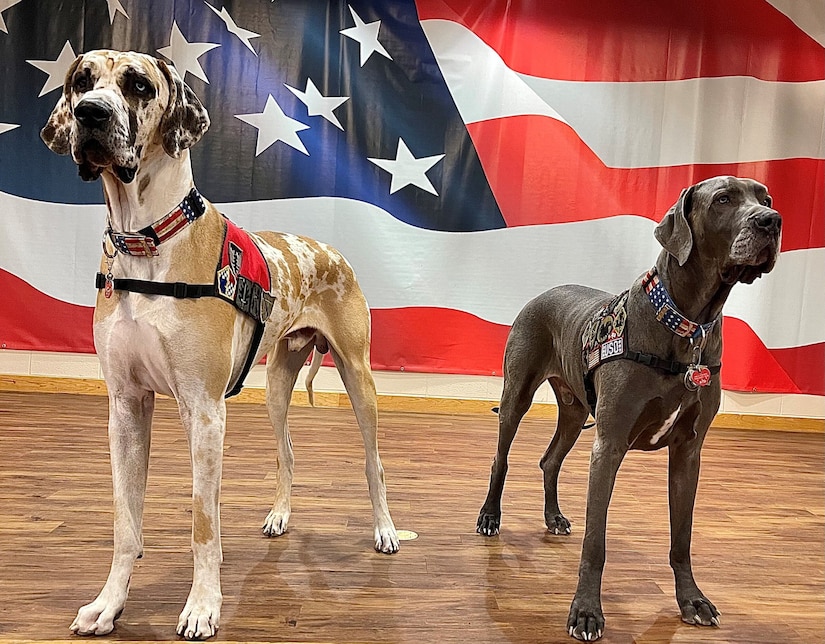 Two large dogs stand in front of an American flag.