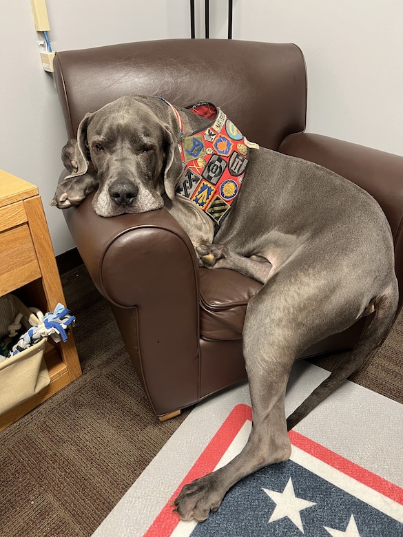 A large dog sprawls in a leather chair while resting his head on the armrest.