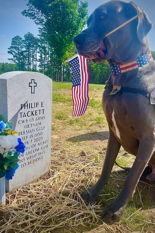 A dog sits near a grave marker while holding a small U.S. flag in its mouth.