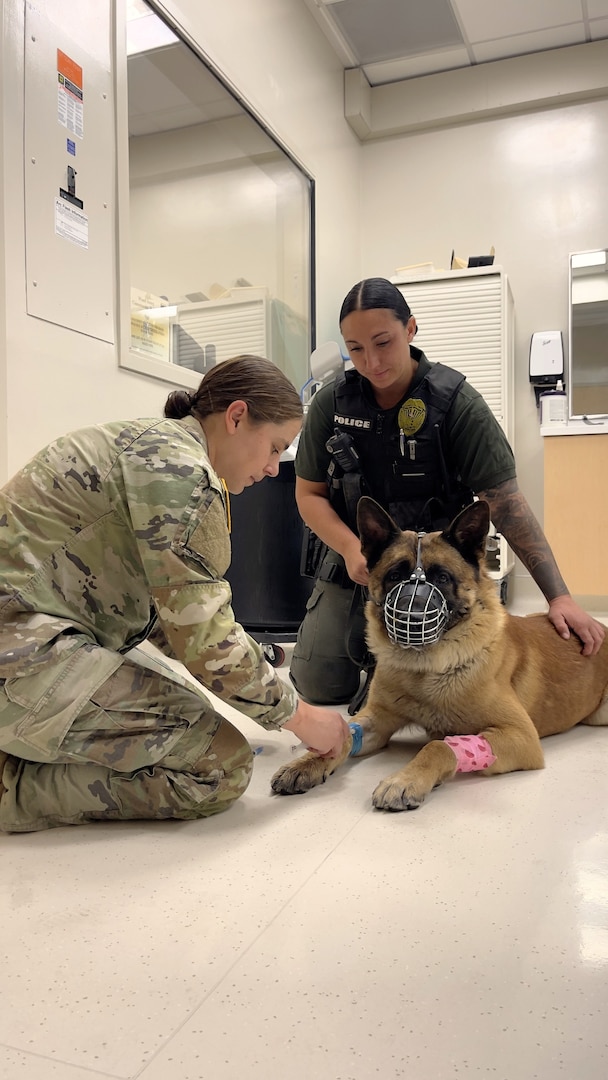 Military Working Dog Thor Prepares for CT Scan