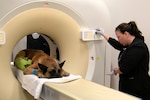 Weed Army Community Hospital CT Technologist Scans Military Working Dog