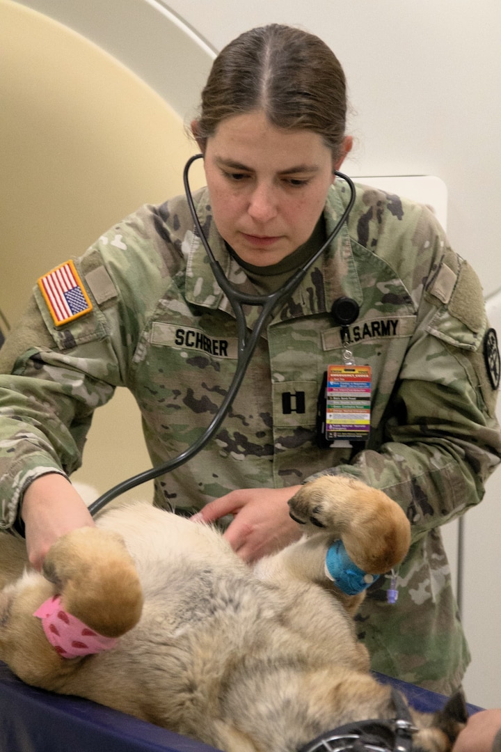 CPT Katharine Sherer Checks Military Working Dog's Vitals During CT Scan