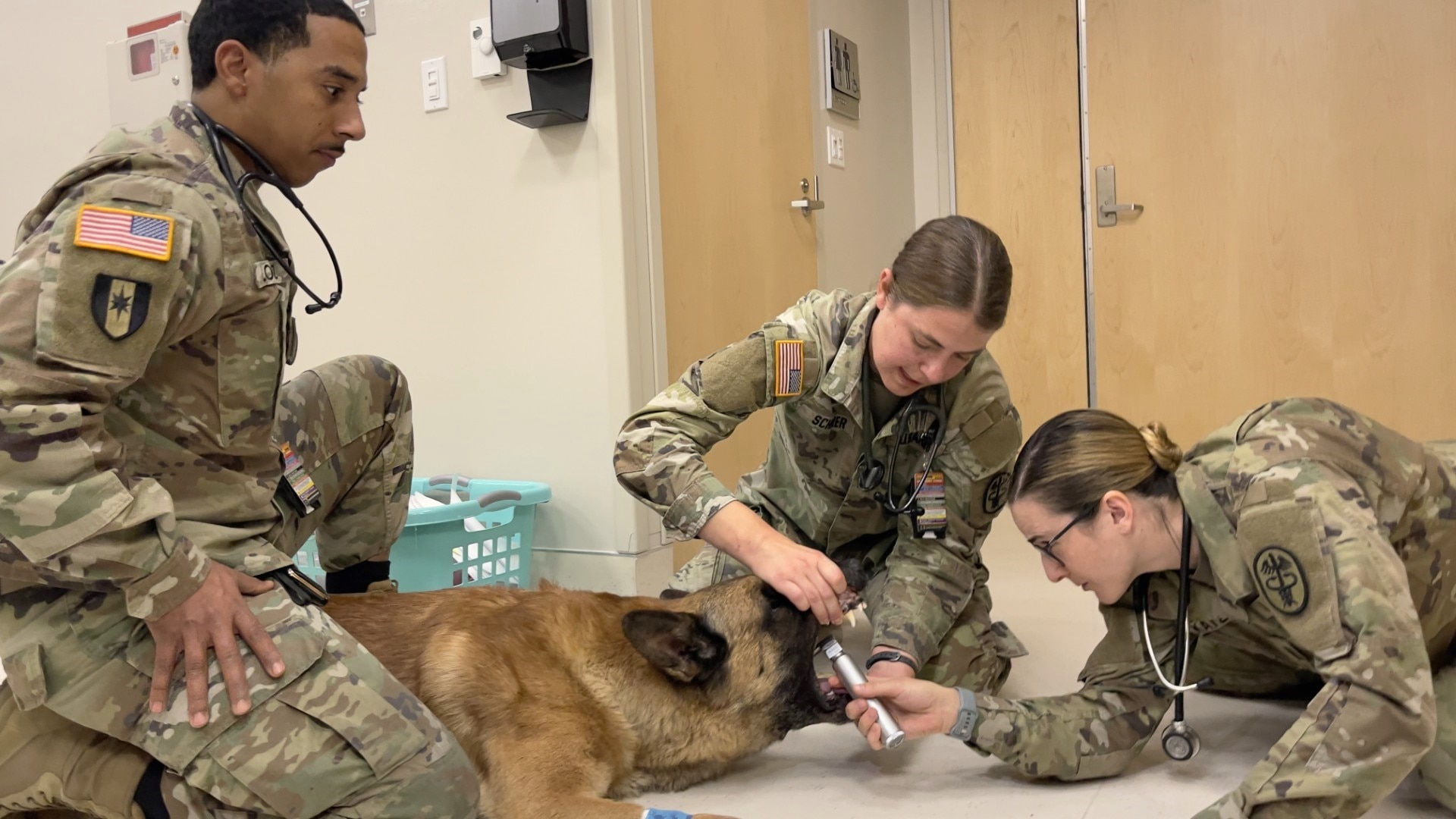 Fort Irwin Veterinary Team Examine Military Working Dog