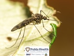 The Fort Carson Public Health Team is warning the community to take steps to prevent being infected with West Nile Virus.