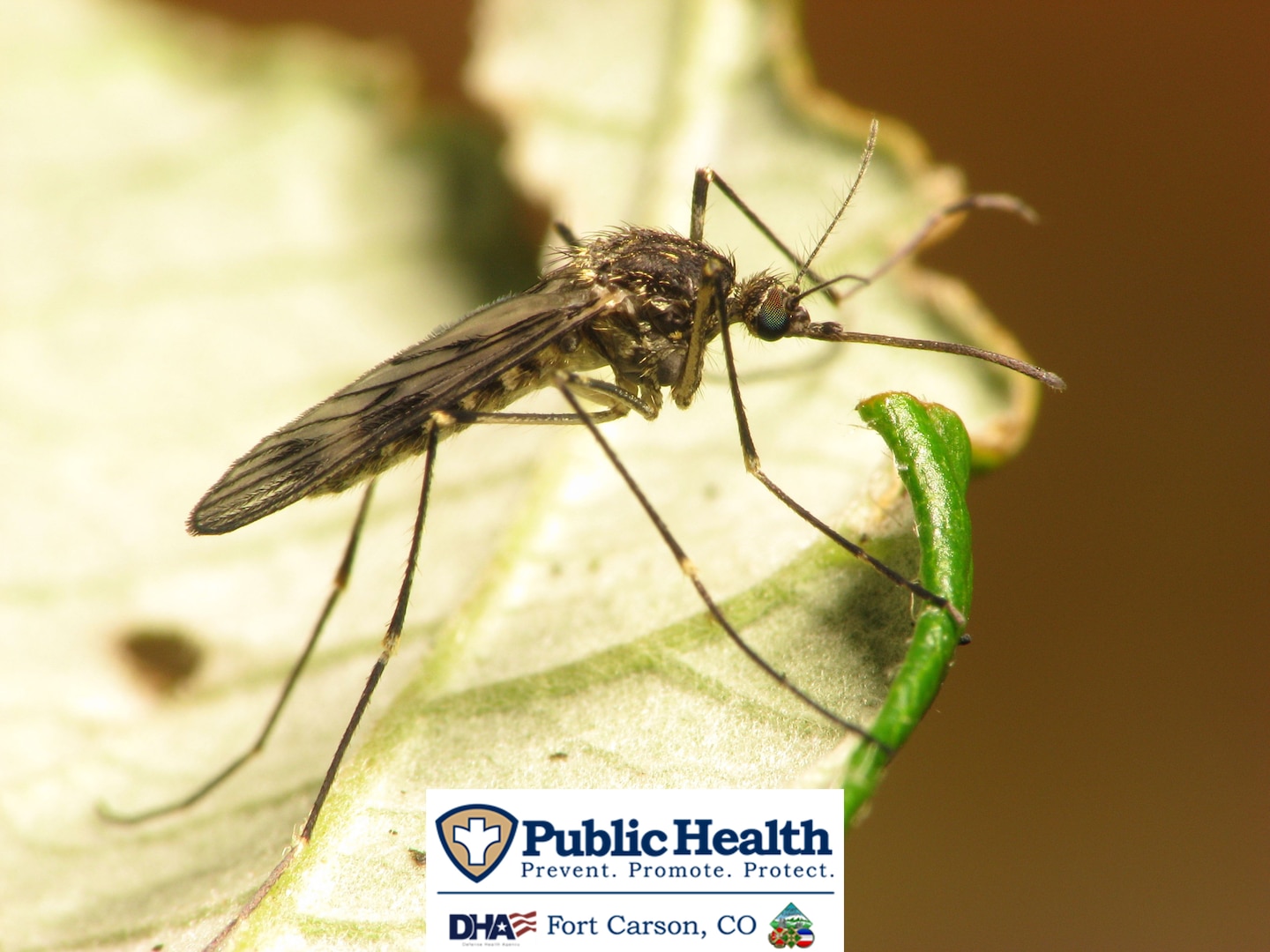 The Fort Carson Public Health Team is warning the community to take steps to prevent being infected with West Nile Virus.