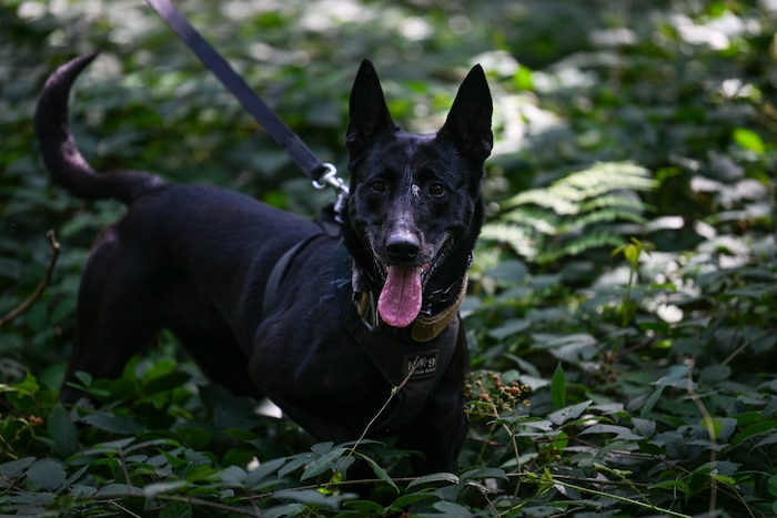 A panting military working dog on a leash standing in low bushes stares to the left of the frame.