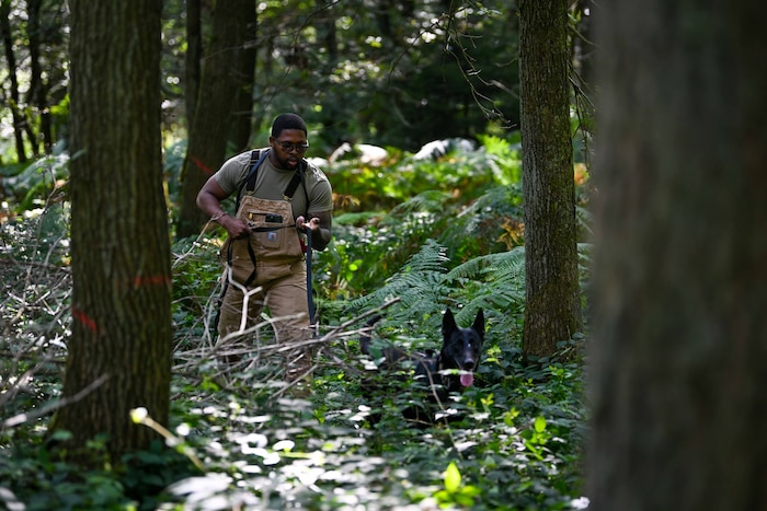A military working dog handler in tan overalls holds a leash and watches his dog as the dog stares through the woods.