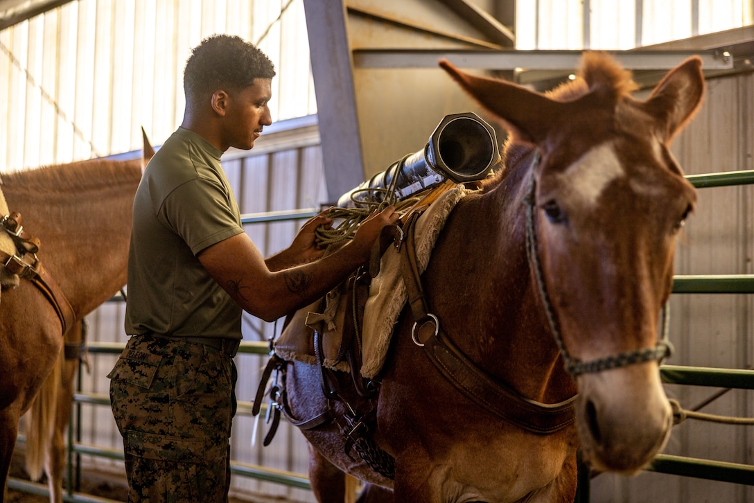 U.S. Marine Corps Cpl. Gabriel Deleon, a Gainesville, Florida native, a data systems administrator with 2nd Battalion, 1st Marine Regiment, 1st Marine Division, hitches a barrel onto a mule during Animal Packers Course 2-24 at Marine Corps Mountain Warfare Training Center, Bridgeport, California, Aug. 5, 2024. Animal Packers Course teaches personnel to load and maintain pack animals for military applications in difficult terrain with mission-essential gear. (U.S. Marine Corps photo by Lance Cpl. Iris Gantt)