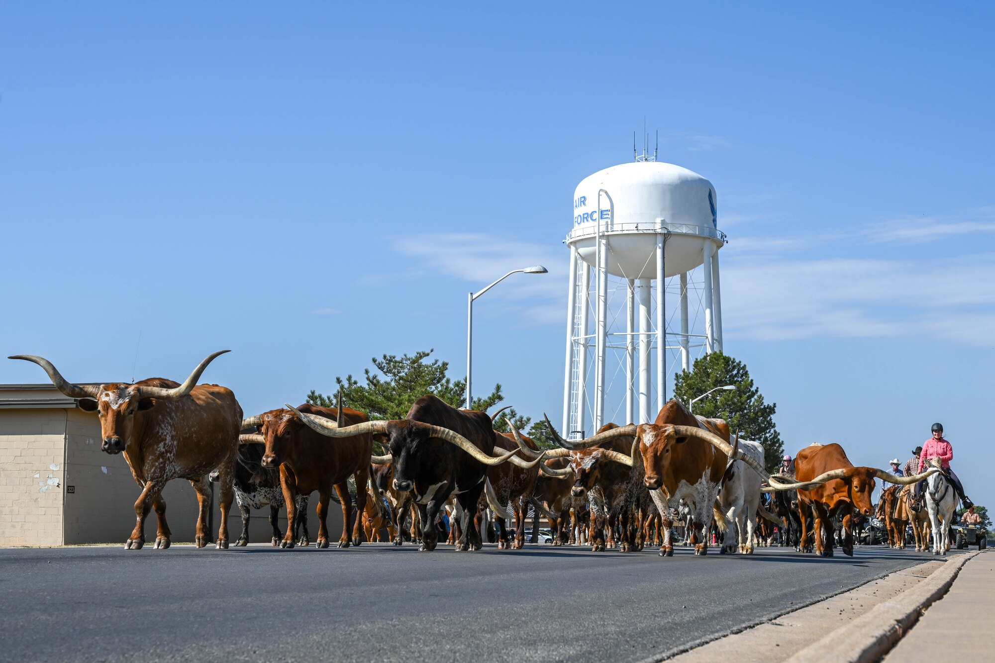 Local ranchers herd cattle through Altus Air Force Base (AFB), Oklahoma, during the 26th Annual Cattle Drive, Aug. 22, 2024. Wing leaders and community members guided cattle around Altus AFB on horseback as part of the annual tradition. (U.S. Air Force photo by Senior Airman Trenton Jancze)