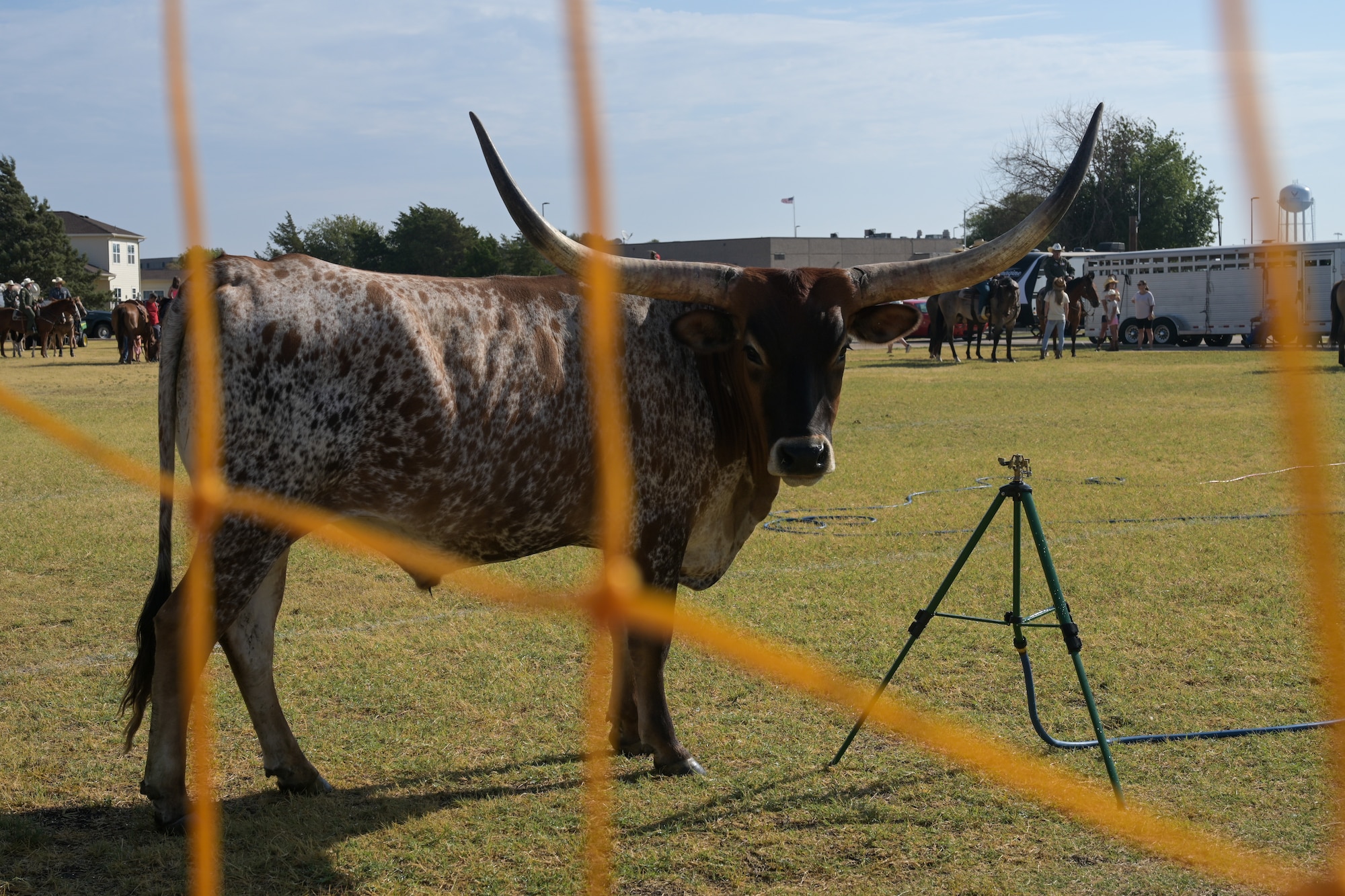 A longhorn grazes on the soccer field at Altus Air Force Base, Oklahoma, during the 26th Annual Cattle Drive, Aug. 22, 2024. The annual event honors the original ‘Great Western Cattle
Trail,’ where millions of cattle trekked more than 2,000 miles from Texas to Canada. (U.S. Air Force photo by Airman 1st Class Lauren Torres)