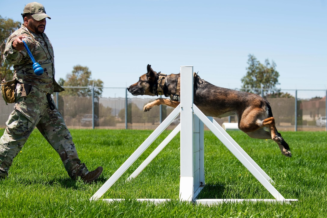 A military working dog jumps over a triangular hurdle on grass, while a handler aims a blue toy on the other side.